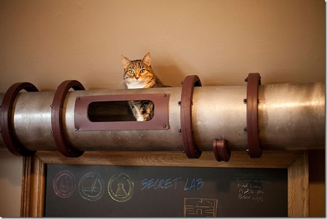 Кошачья транзитная система (9 фото)