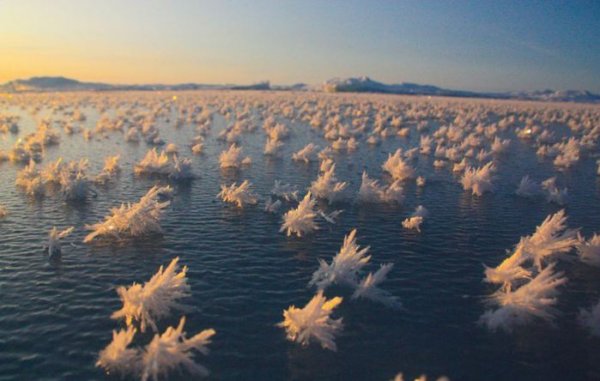 Ледяные цветы из Арктики (5 фото)