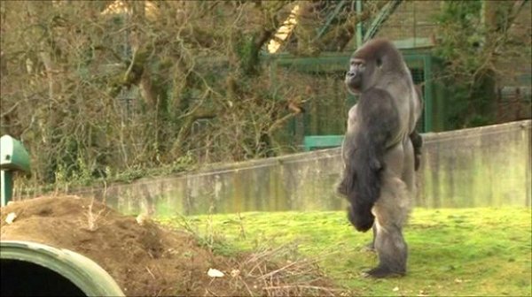Прямоходящая горилла по кличке Амбам (5 фото + видео)