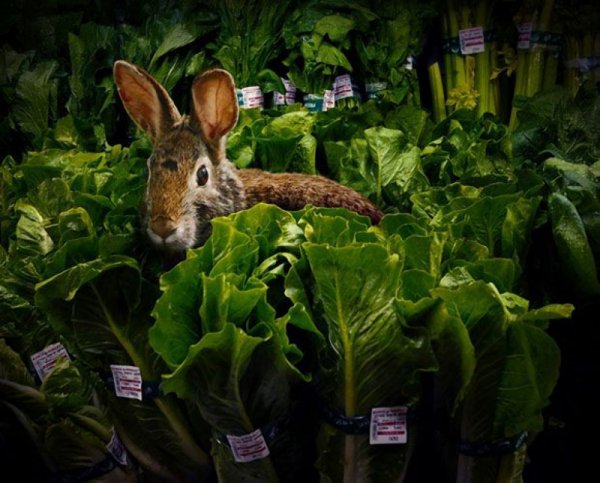 Животные в супермаркете (9 фото)
