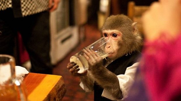 В японском ресторане официантами работают обезьяны (3 фото)