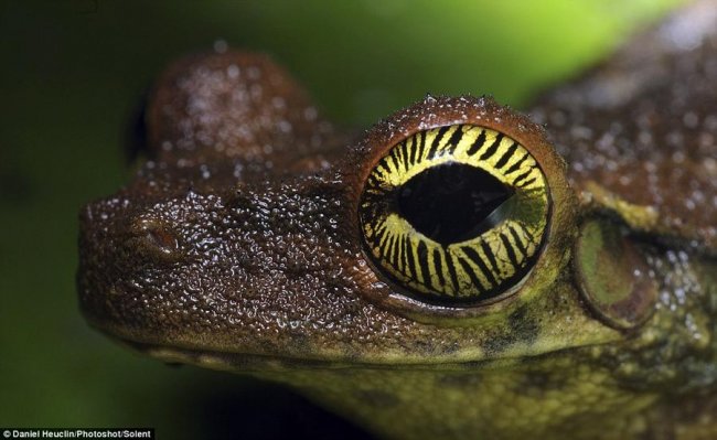 Глаза ящериц и лягушек (8 фото)