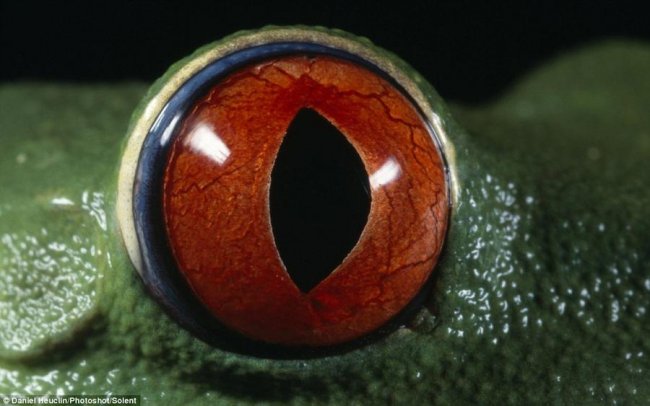Глаза ящериц и лягушек (8 фото)
