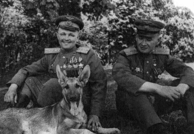 Интересные факты о Великой Отечественной войне. Джульбарс - собака миноискатель (4 фото)