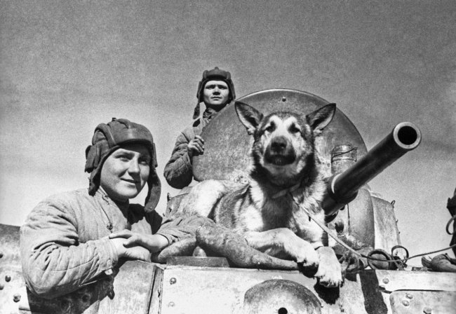 Интересные факты о Великой Отечественной войне. Джульбарс - собака миноискатель (4 фото)