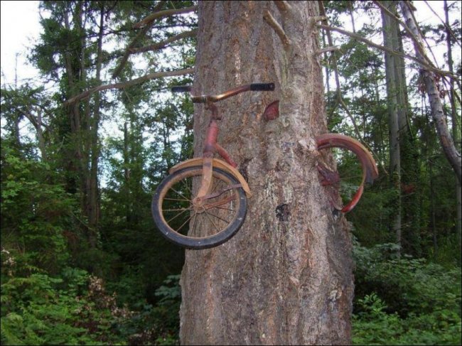 История велосипеда вросшего в дерево (6 фото)