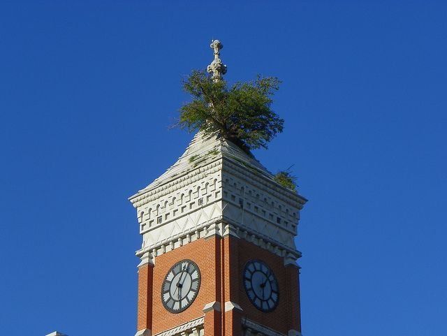 Дерево Гринсбурга, растущее из крыши башни здания суда (5 фото)