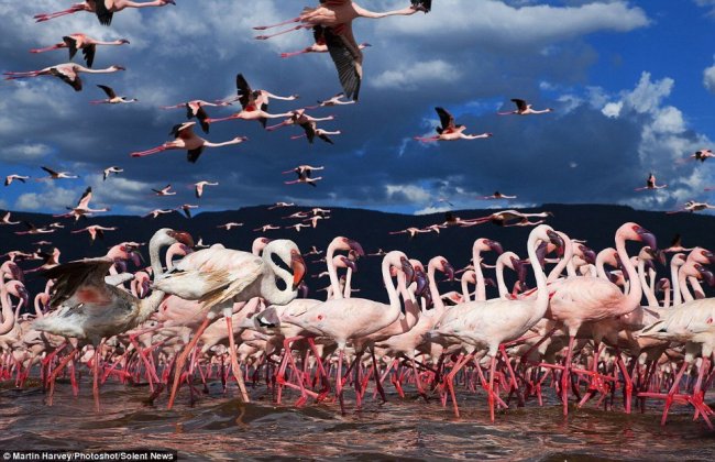 Тысячи фламинго на озере Богория (7 фото)