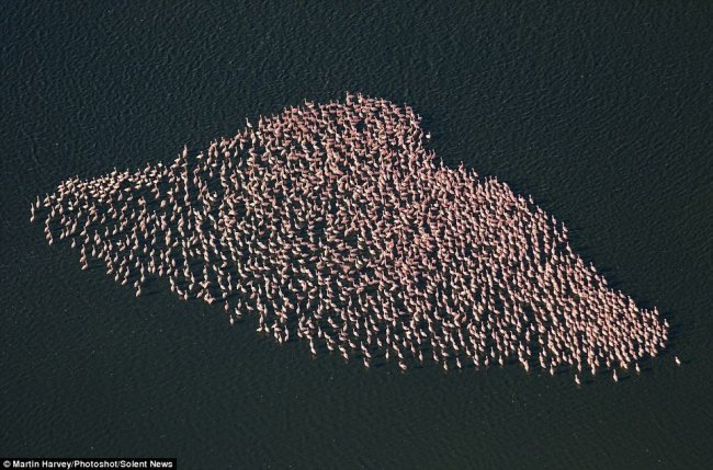 Тысячи фламинго на озере Богория (7 фото)