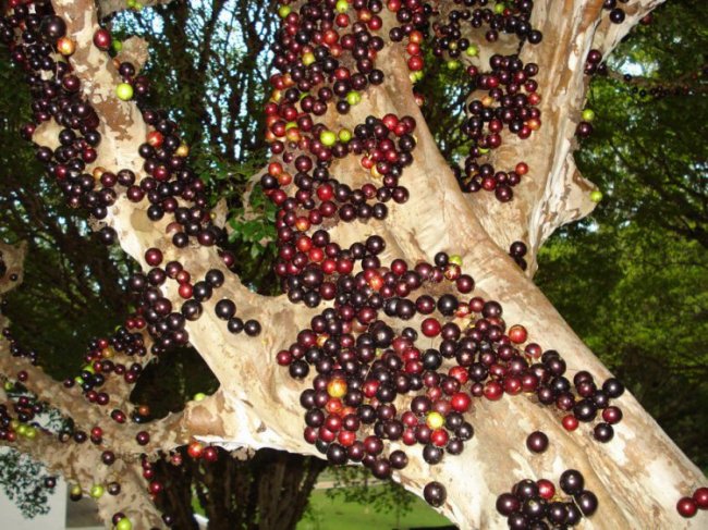 Джаботикаба - дерево, на котором растут ягоды (10 фото)