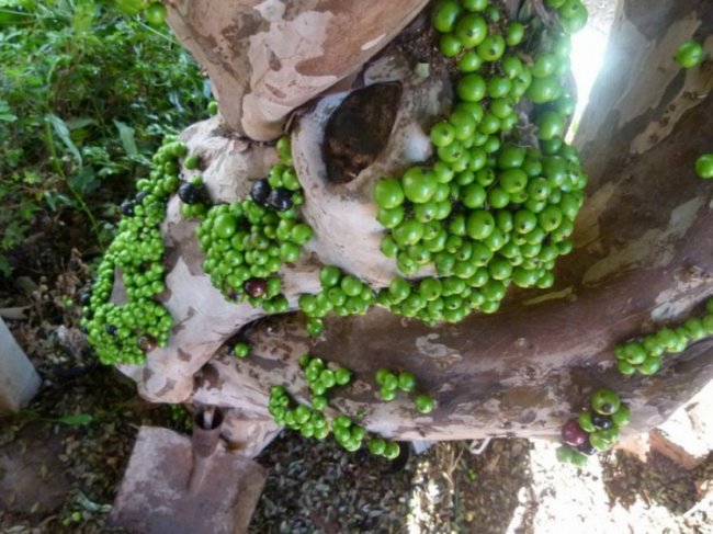 Джаботикаба - дерево, на котором растут ягоды (10 фото)