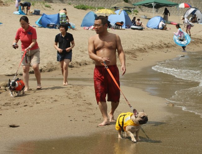 В Японии открыт пляж для собак (14 фото)
