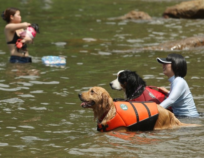 В Японии открыт пляж для собак (14 фото)
