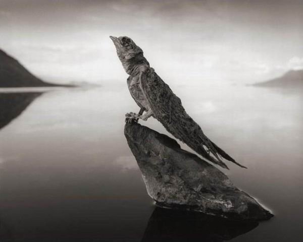 Озеро Натрон превращает животных в каменные статуи (6 фото)