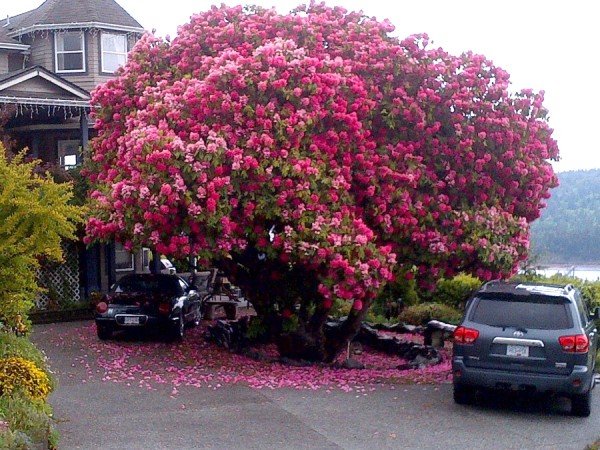 Уникальное дерево Рододендрон "Синтия" (3 фото)