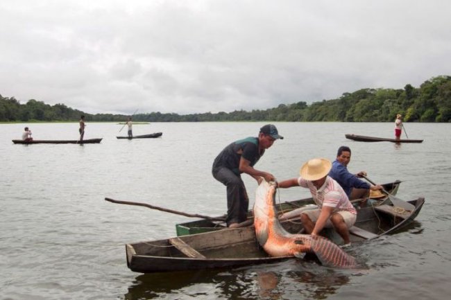 Рыбалка на айрапаму в Бразилии (18 фото)
