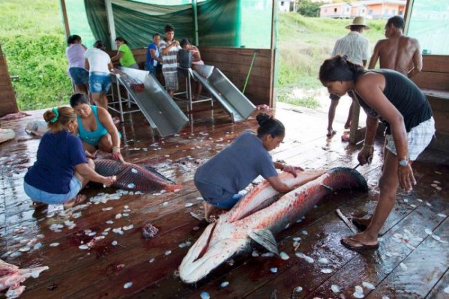 Рыбалка на айрапаму в Бразилии (18 фото)