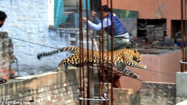Леопард на улицах города Мератх, Индия (6 фото)