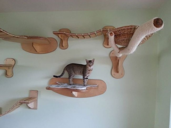 Удивительная комната для кошек (10 фото)