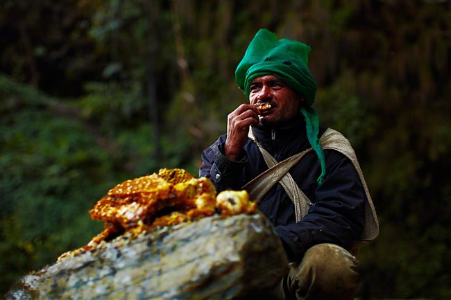 Сбор дикого мёда в Непале (11 фото)