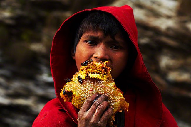 Сбор дикого мёда в Непале (11 фото)