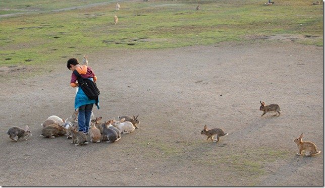 Остров кроликов в Японии (21 фото)