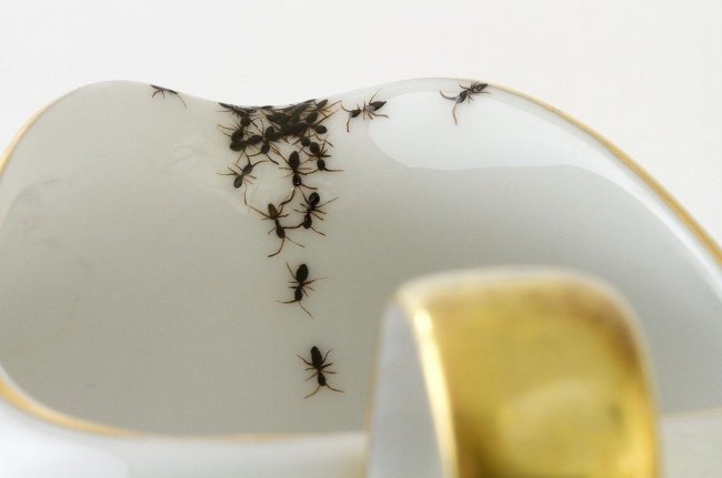 Роспись на фарфоре в виде муравьев (14 фото)