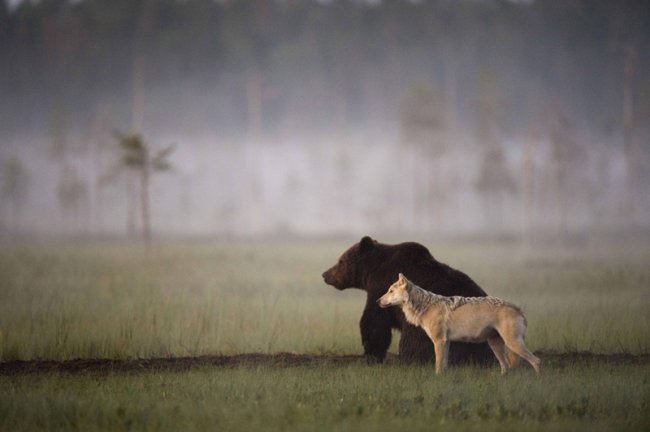 Фото дня 15.04.2014 - Дружба волка с медведем