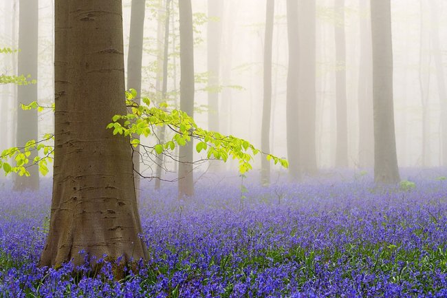 Черничный лес в Бельгии (10 фото)