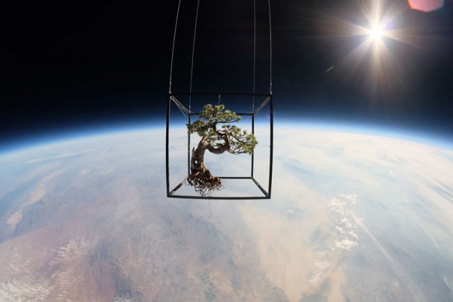 Невероятный полет растений в космос (6 фото)