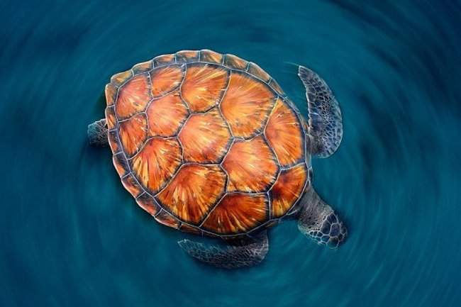 25 лучших работ с фотоконкурса "Золотая черепаха" (25 фото)