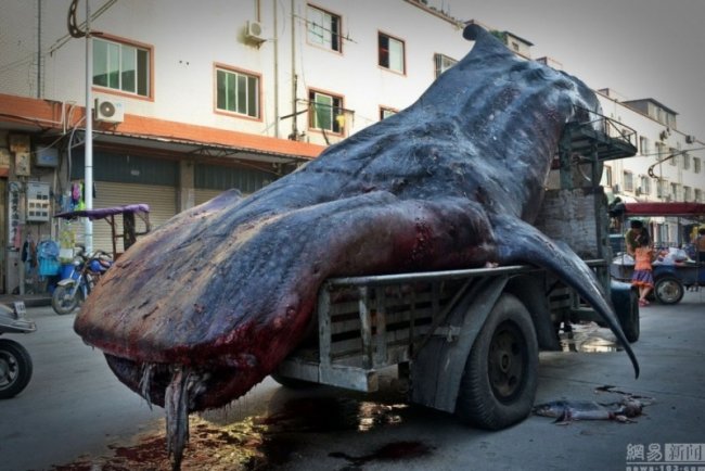 Китаец выловил тигровую акулу (6 фото)
