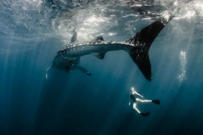 Погружение в океан к тигровым акулам (21 фото)