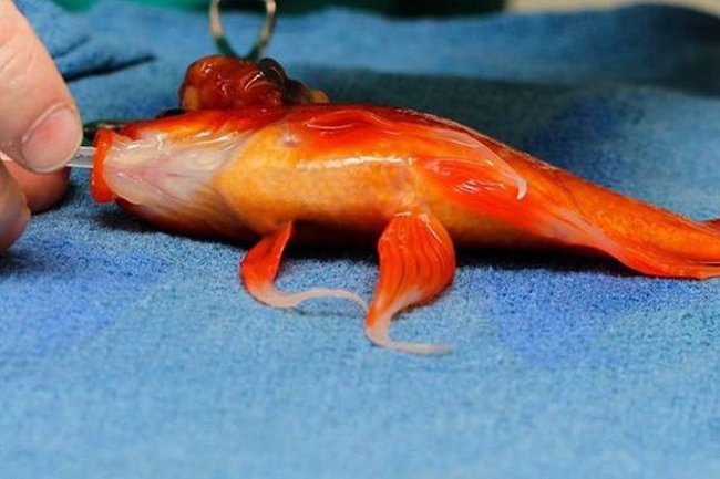 Золотой рыбке сделана операция по удалению опухоли (5 фото)