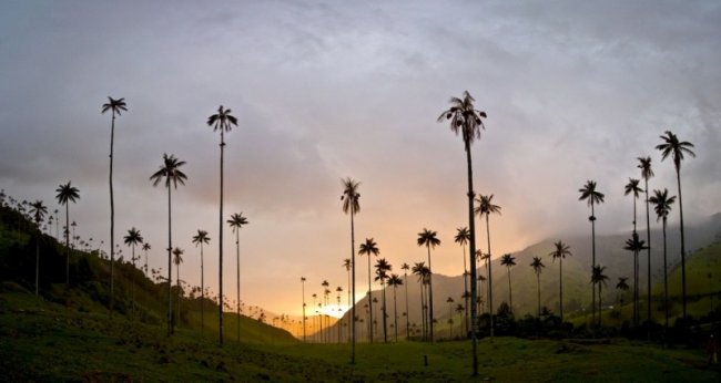 Долина Кокора - место где растут самые высокие пальмы (11 фото)
