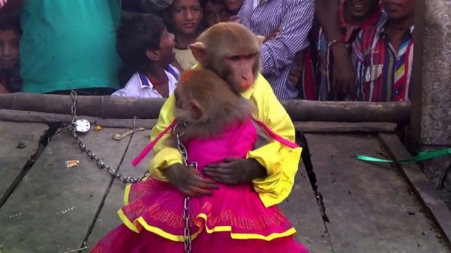 Свадьба обезьян в Индии (5 фото)