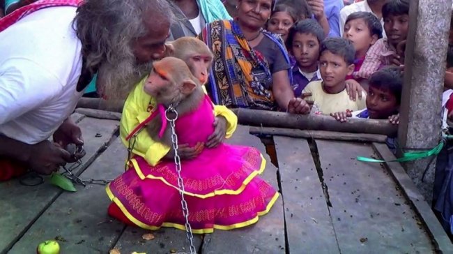 Свадьба обезьян в Индии (5 фото)