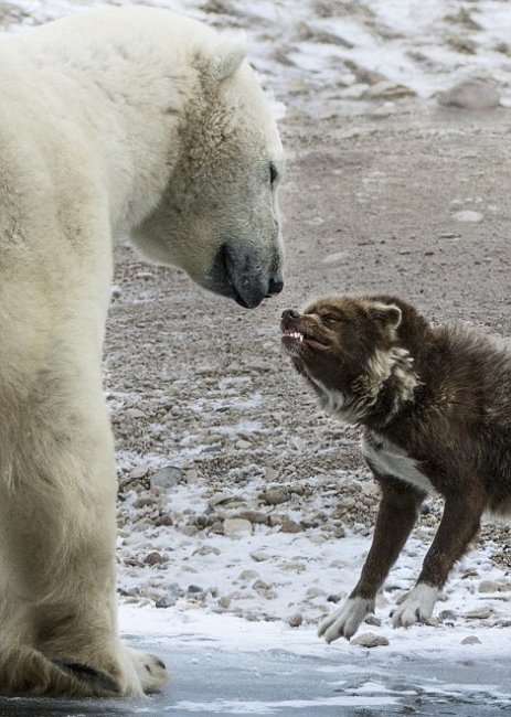 Белый медведь против собаки (10 фото)