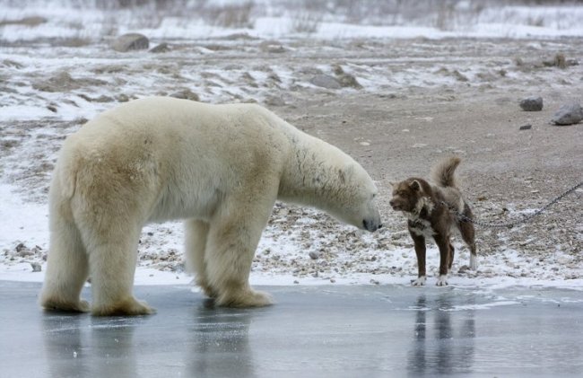 Белый медведь против собаки (10 фото)