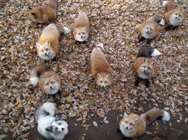 Деревня лисиц в Японии (8 фото)