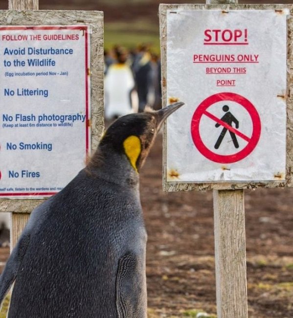 Как увеличилась популяция пингвинов на 100 % благодаря минному полю (4 фото)