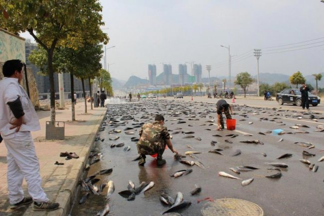 7 тонн рыбы на дороге в Китае (8 фото)