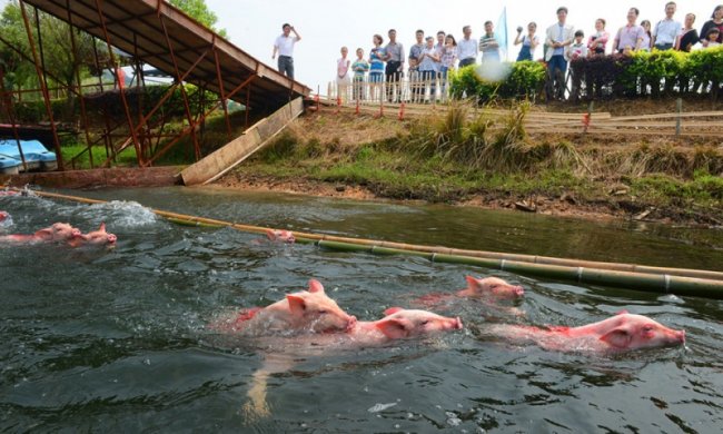 Заплыв свиней в Китае (4 фото)