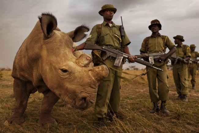 Единственный в мире самец белого носорога (6 фото)
