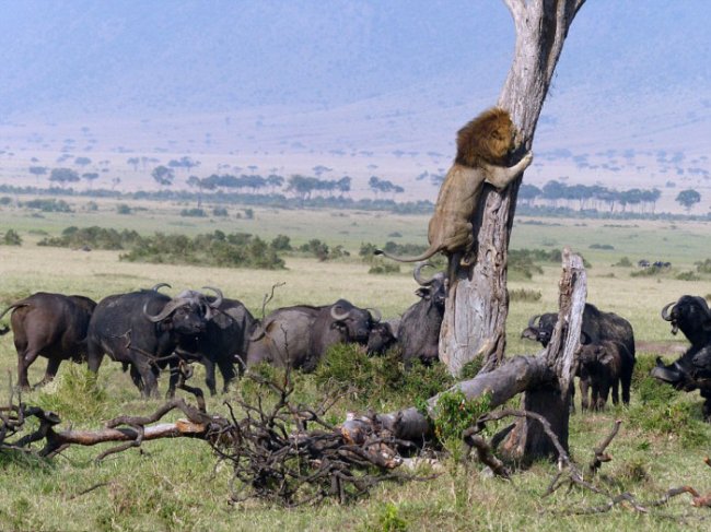 Лев убегает от буйволов (5 фото)