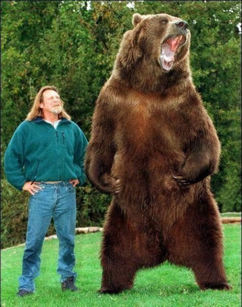 Медведь Барт (5 фото)