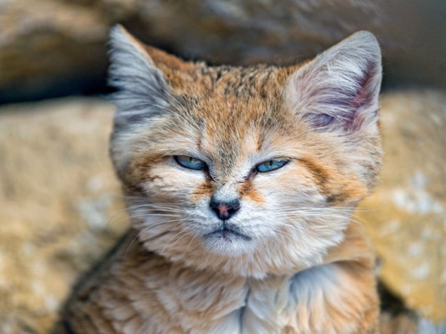 Барханный кот - кот, который всегда остается похожим на котенка (7 фото)