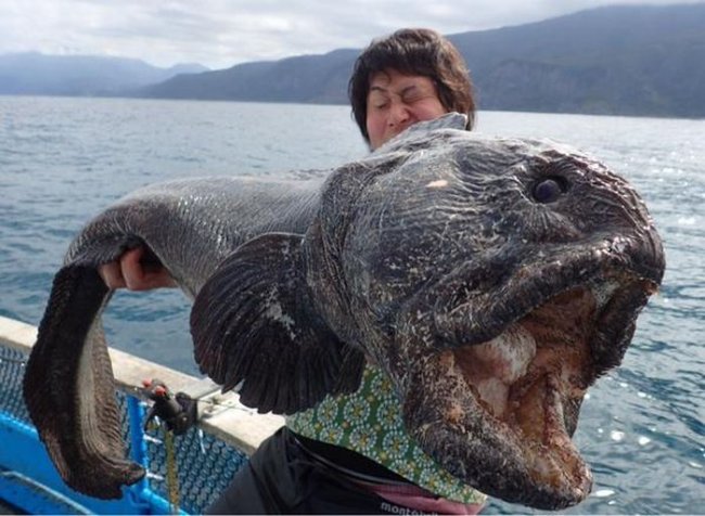 Необычная рыба у берегов Фукусимы (2 фото)