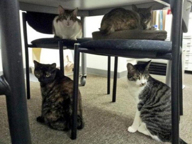 Японская фирма Ferray Corporation разрешила сотрудникам приносить кошек на работу (10 фото)