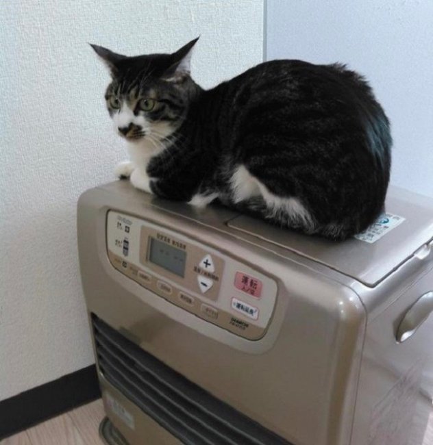 Японская фирма Ferray Corporation разрешила сотрудникам приносить кошек на работу (10 фото)